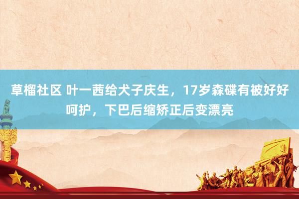 草榴社区 叶一茜给犬子庆生，17岁森碟有被好好呵护，下巴后缩矫正后变漂亮